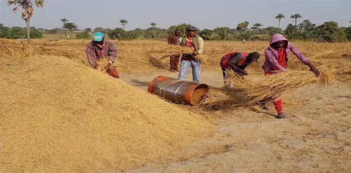 Rice farmers celebrates bumper harvest despite little rainfall in Kano