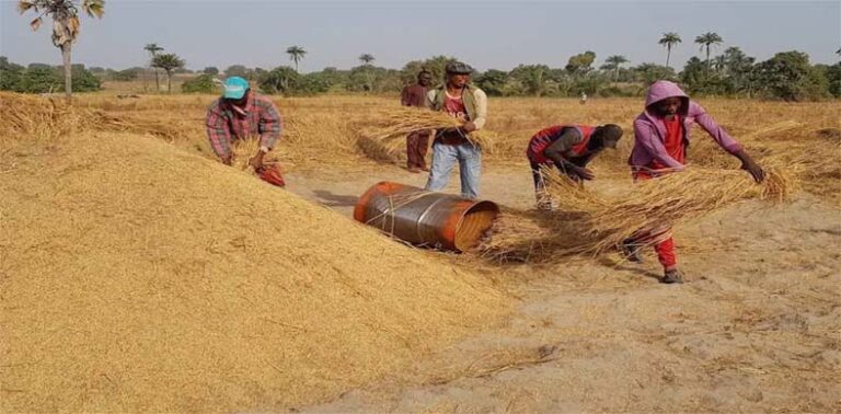 Rice farmers celebrates bumper harvest despite little rainfall in Kano