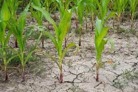 Drought: Kano farmers lament poor harvests