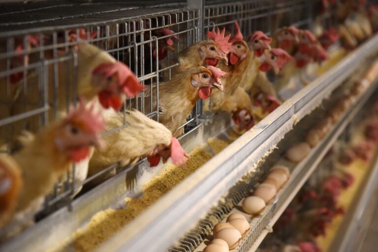 Poultry feed producer to pay N17.5m for supplying poisonous bird food to farmer in Ibadan 