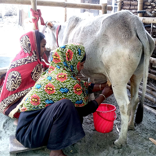 Nigerian cows to start producing 10 litres milk daily by 2026 - NABDA DG