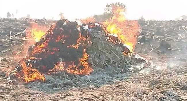 Farmers cry out as fire guts several farmlands in Yobe (Photos)