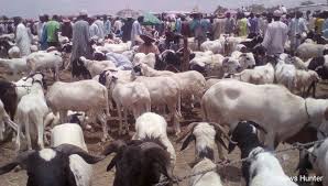 Army shuts down cattle market used as Boko Haram trading hub in Adamawa