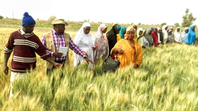 Nigerian Gov’t releases 49 high-yield crop varieties to boost food production