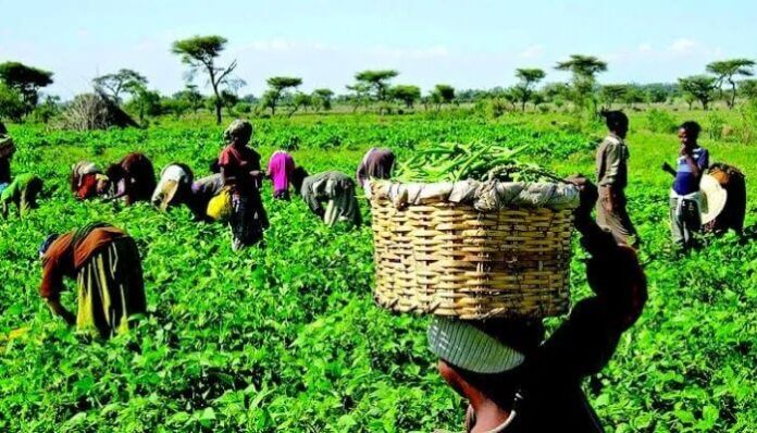 138 benefit from NDE agric loan scheme, training in Plateau