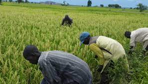 Wet Season Farming: Gombe gov't to provide farmers with fertilizers, farm inputs