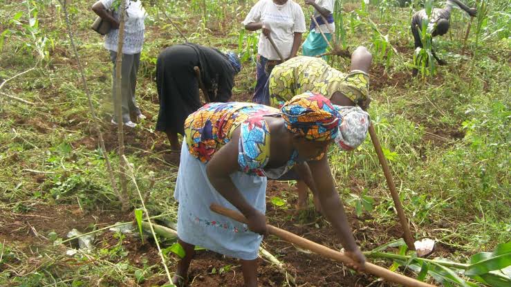 Nigerian farmers warn of starvation as insecurity bites harder 