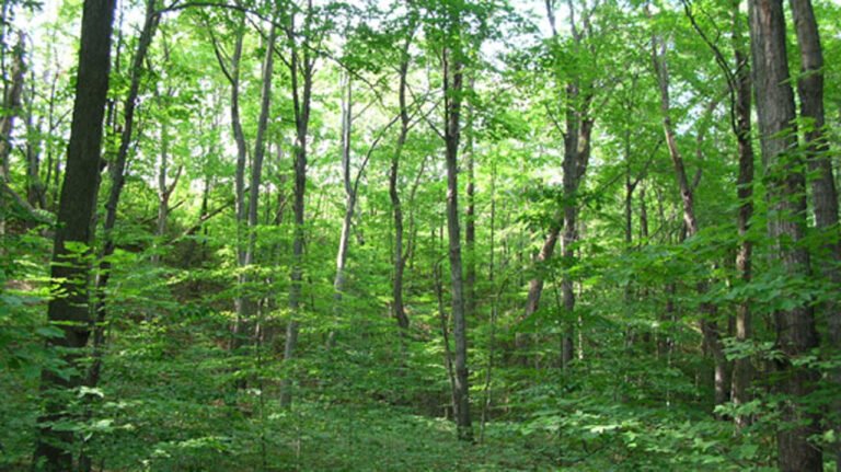 Stakeholders seek logging ban to boost reforestation in northeastern Nigeria