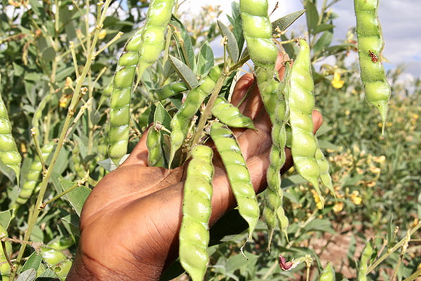 NEPC begins promotion of pigeon pea production, value chain in Kaduna