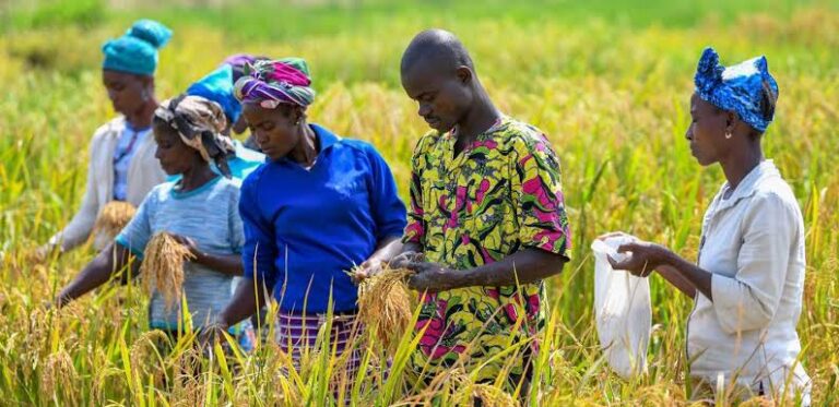 NGO laments women farmers’ poor access to agricultural extension services