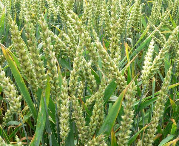 FGN trains North-East, Plateau farmers on wheat production