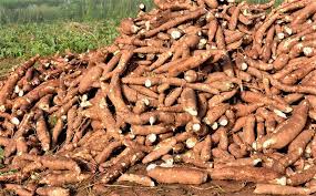 FGN urges cassava stakeholders to facilitate improved varieties