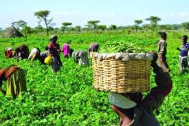 Flood: Stakeholders urge govt’s intervention to avert zero harvests in Adamawa