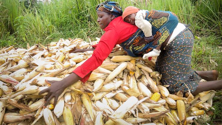 FGN deploys grain dryers to tackle post-harvest losses