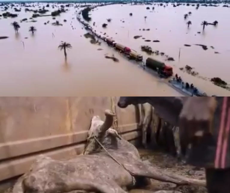 Lokoja flood: Livestock transporters resort to killing animals in gridlock (Photos & Video)