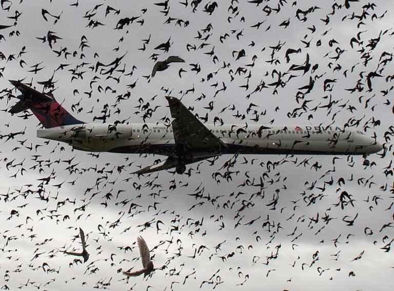 NiMET warns of bird strikes, flight delays as harmattan sets in