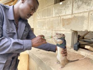 APOPO scientist at work 