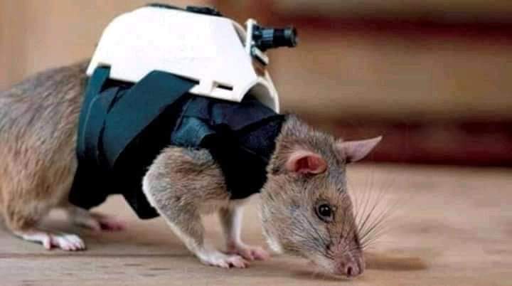 How rats were trained to find earthquake survivors