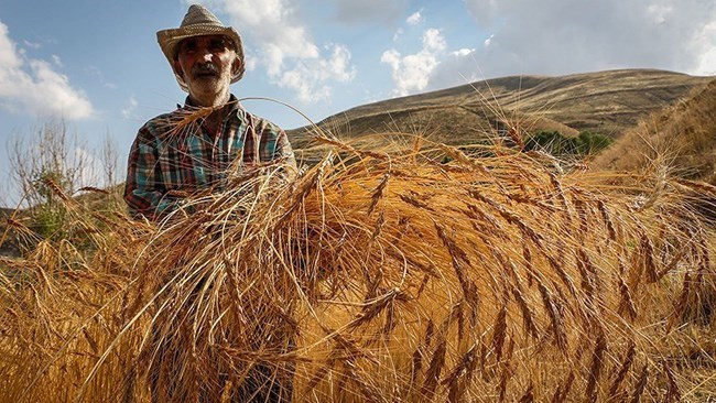 Iran’s cereal output rose 26% in 2022 – FOA