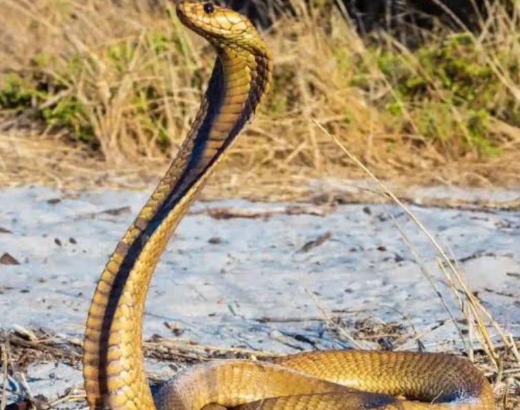 Pilot’s bravery praised after making emergency landing with snake on board