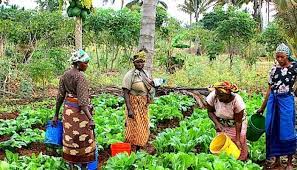 Women farmers seek equal access to agricultural inputs in Gombe