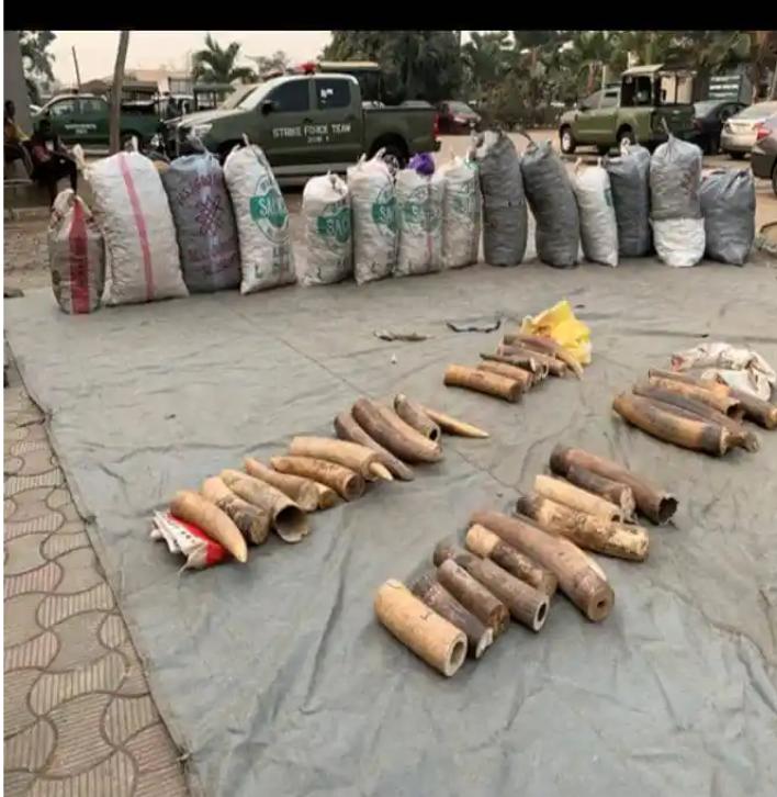 NCS arrests two over illegal possession of elephant tusks, pangolin scales