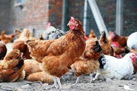 Kaduna man receives 8 strokes of cane for stealing 10 chickens