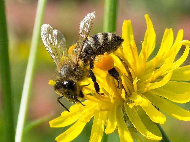 World Bee Day: Some interesting facts about bees and honey