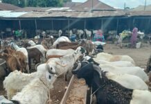 Muslims in Nigeria seek alternatives as costs of rams surge ahead of Eid-el-Kabir