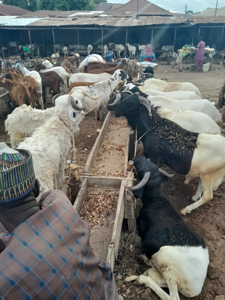 Muslims in Nigeria seek alternatives as costs of rams surge ahead of Eid-el-Kabir