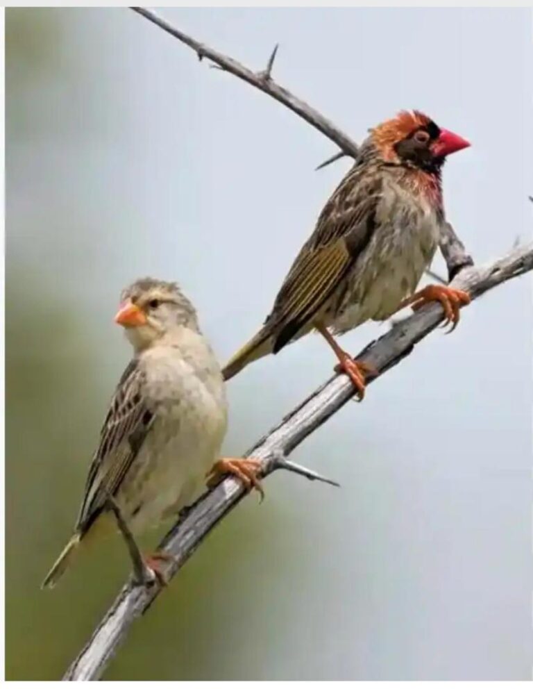 Quelea birds destroy hectares of rice farms in Kebbi