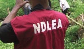 Why NDLEA officers stormed wedding reception in Katsina to arrest groom, guests