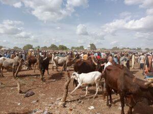 Exploring Africa's largest cattle market in Potiskum (Photos)