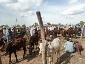 Exploring Africa's largest cattle market in Potiskum (Photos)