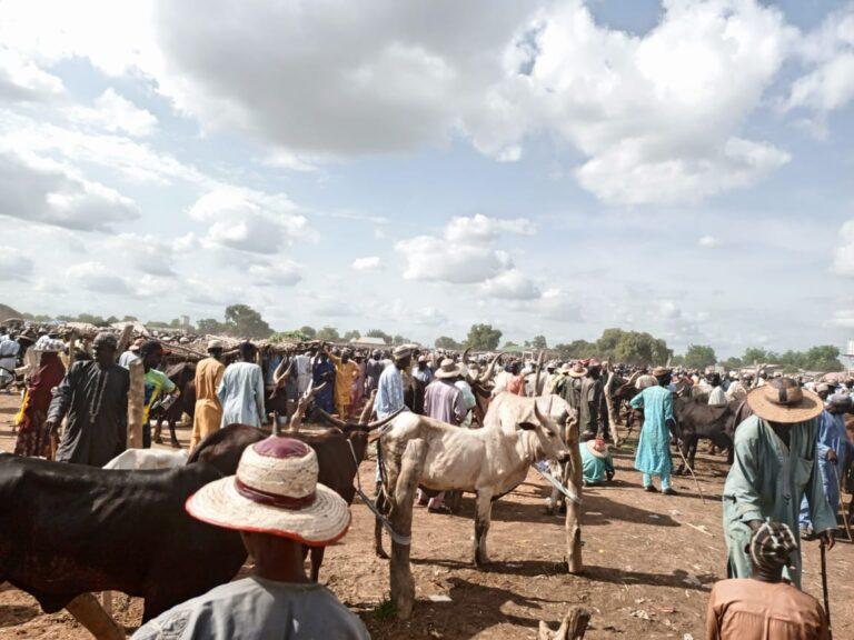 Exploring Africa's largest cattle market in Potiskum (Photos)