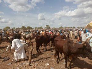 Exploring Africa's largest cattle market in Potiskum (Photos)