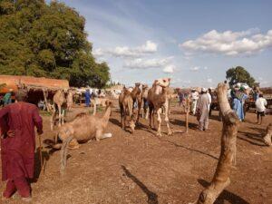 Exploring Africa's largest cattle market in Potiskum (Photos)