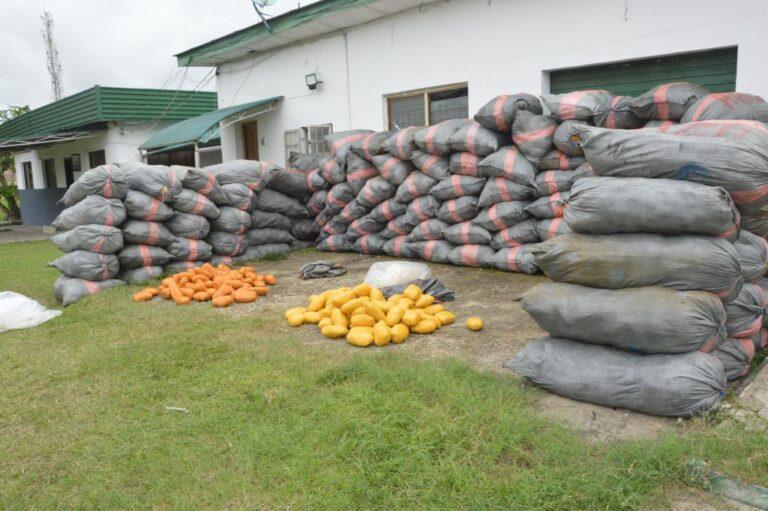 Nigeria Customs operatives seize 2,940 parcels of cannabis sativa