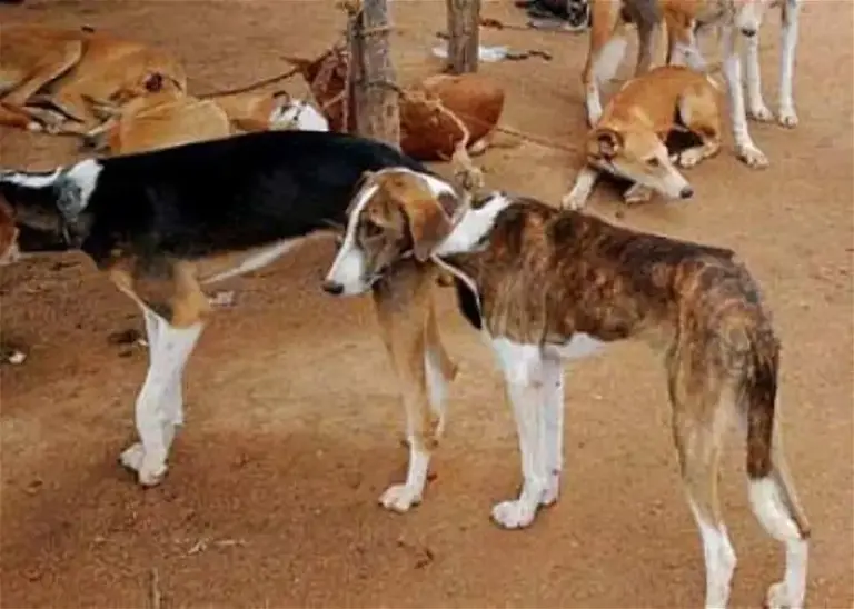 Osun gov't sets new laws for dogs, owners