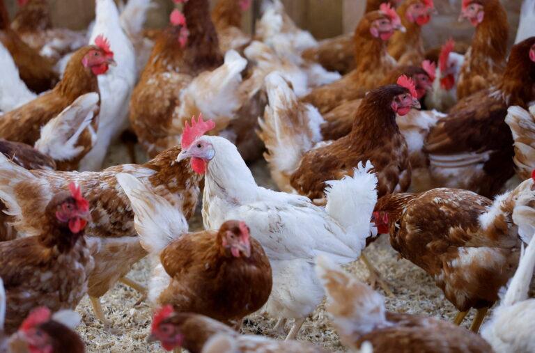 Abuja farm manager steals N5.4 million worth of chickens from employer