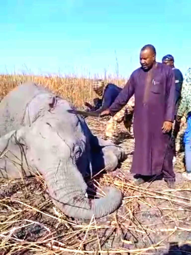 Needless Slaughter of Endangered Species: Borno LG Chairman, soldiers brag about killing elephant