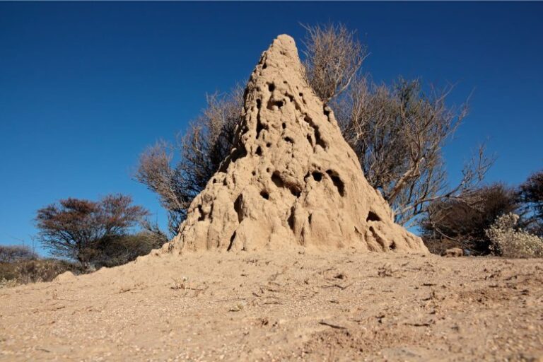 How 34,000-year-old termite mounds unearthed rewrite climate history