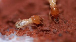 How 34,000-year-old termite mounds unearthed rewrite climate history