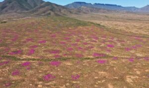 How 34,000-year-old termite mounds unearthed rewrite climate history