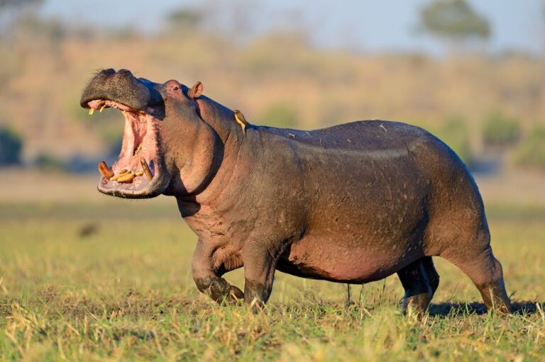 Hippo attacks, kills Emir’s guard