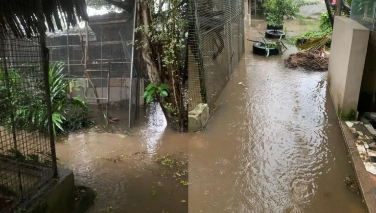 Borno Flood: Wild animals flee, water submerges cemetery (pictures, videos)