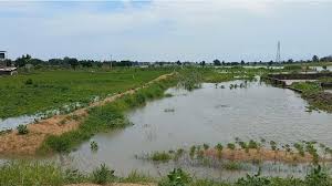 Borno Flood: Rice farmers count losses as LGAs yet to reconnect city center