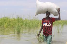 Borno Flood: Rice farmers count losses as LGAs yet to reconnect city center