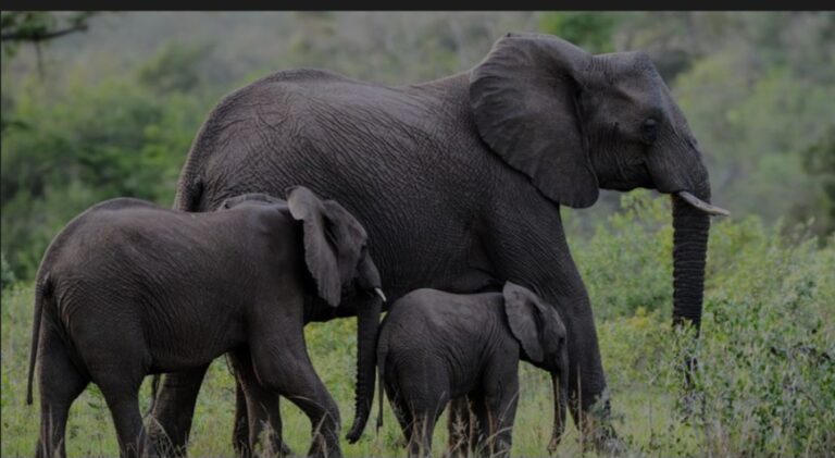 Wandering elephants attack Borno villages, destroy farmlands, crops