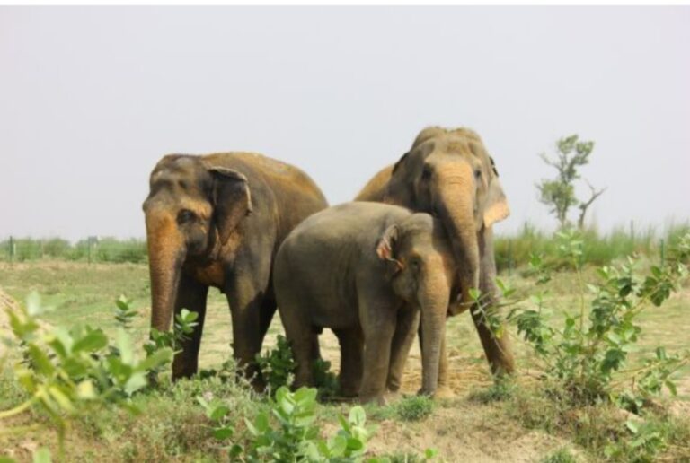 Government approves mass slaughter of elephants to feed hungry citizens